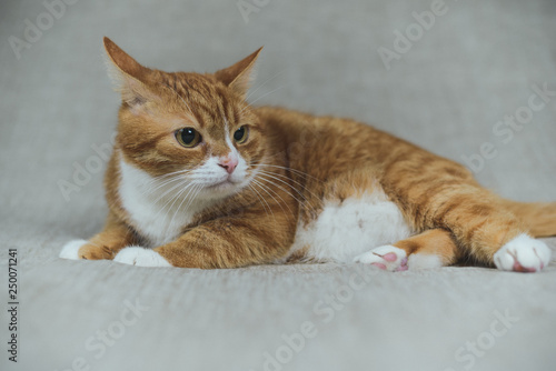 Portrait of a ginger domestic cat on a gray background in the studio.