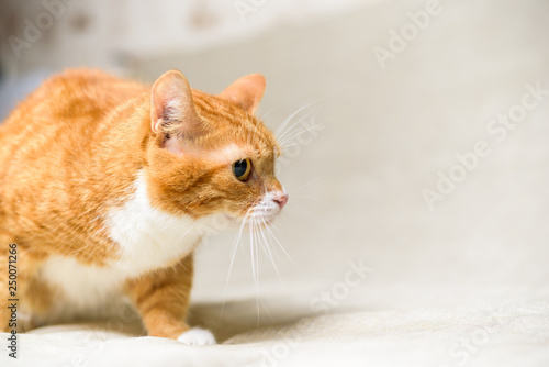 Portrait of a ginger domestic cat on a gray background in the studio.