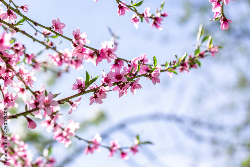 Beautiful blooming peach trees in spring on a Sunny day. Soft focus, natural blur Beautiful blooming peach trees in spring on a Sunny day. Soft focus, natural blur