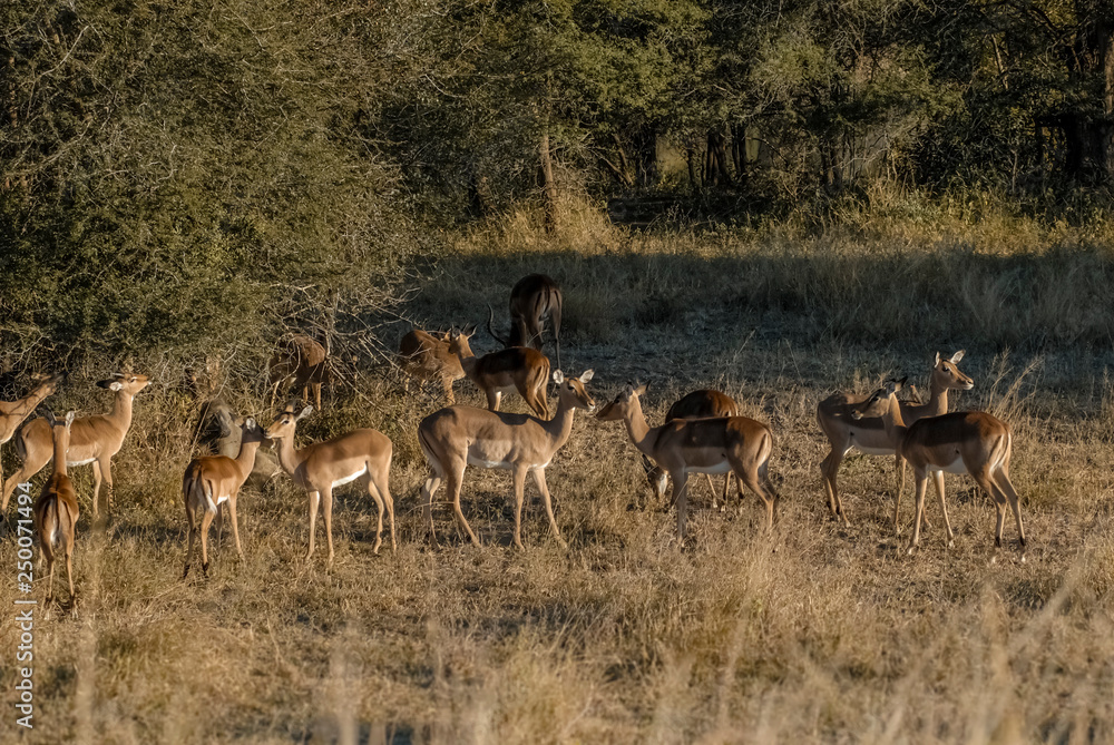 Impala in grassland environment, South Africa Impala in grassland environment, South Africa