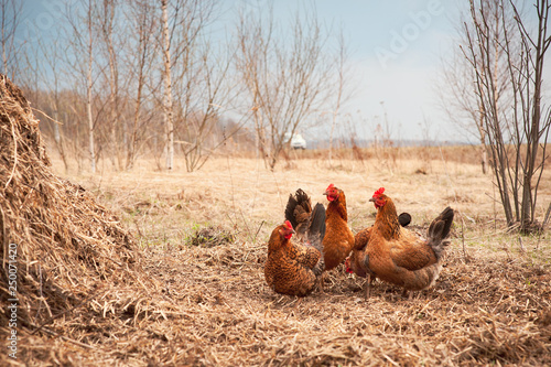 red hens near the dung heap looking at the camera