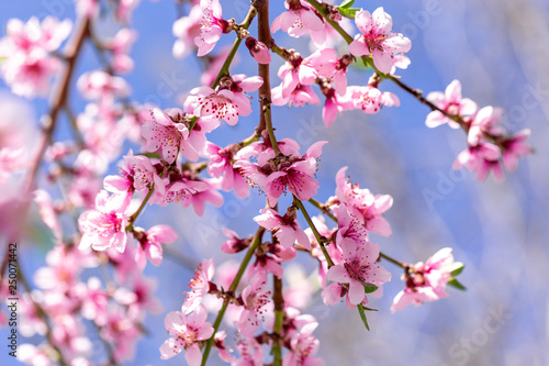 Beautiful blooming peach trees in spring on a Sunny day. Soft focus  natural blur