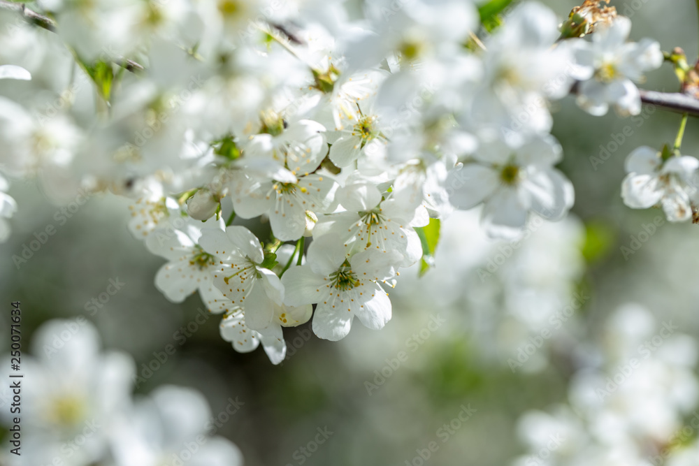 Flowers of the cherry blossoms on a spring day on background the blue sky