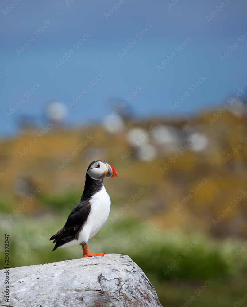 Single puffin sitting on a rock in the UK Single puffin sitting on a rock in the UK
