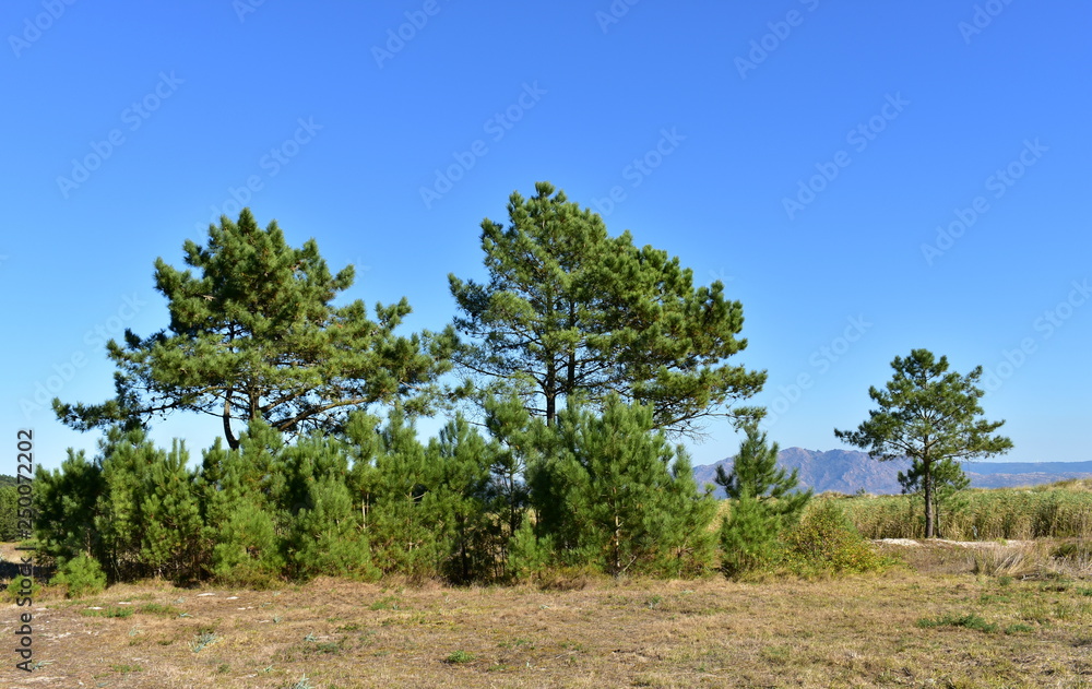 Beach with grass and pine trees, sand dunes and mountain. Playa de Carnota, Coruña Province, Spain. Beach with grass and pine trees, sand dunes and mountain. Playa de Carnota, Coruña Province, Spain.