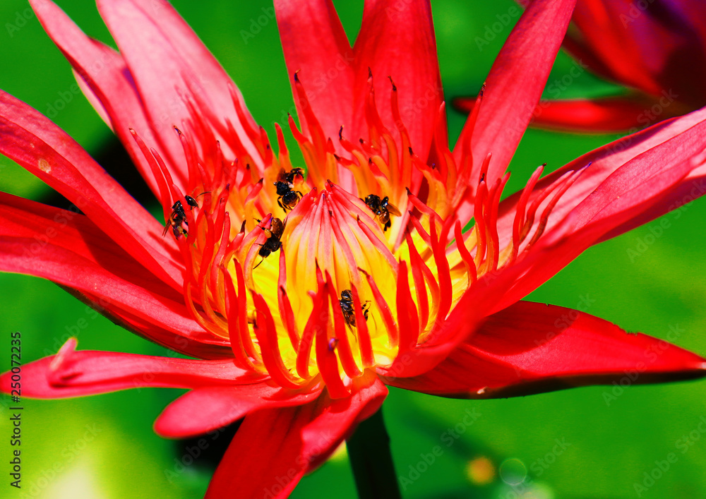 close up lotus