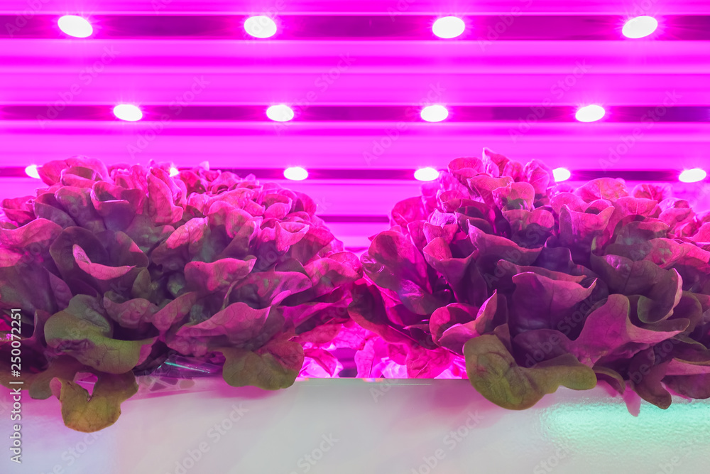 LED lighting used to grow lettuce inside a warehouse