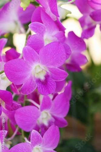 Fototapeta Naklejka Na Ścianę i Meble -  Orchid flower is beautiful in the garden