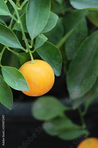 Wallpaper Mural Ripe orange fruit hangs on the tree Torontodigital.ca