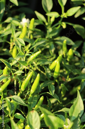 Fresh chilli on tree in the garden