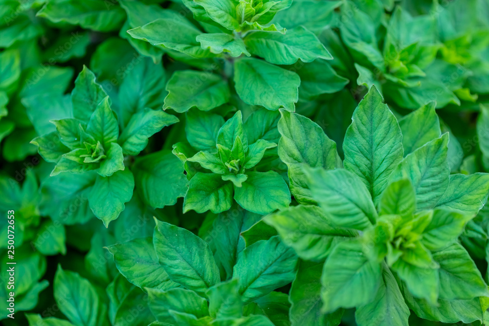 Fresh green mint plant grow at vegetable garden Fresh green mint plant grow at vegetable garden