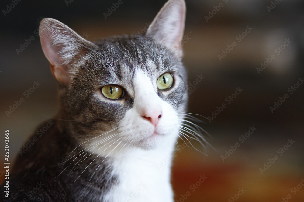 Striped grey mongrel cat with a  pink nose looks to the side