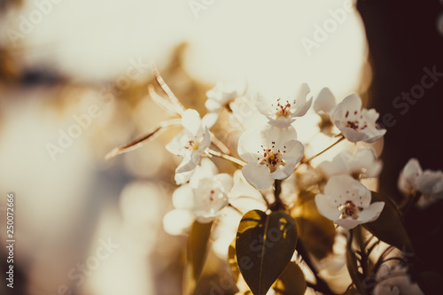 Flowers on pear branches in spring. Bokeh blurred background