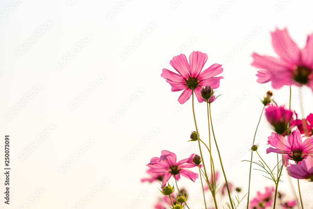 Pattern design sweet colorful and beautiful of Pink Cosmos flower with white sky background, to nature concept. Pattern design sweet colorful and beautiful of Pink Cosmos flower with white sky background, to nature concept.