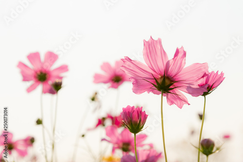 Pattern design sweet colorful and beautiful of Pink Cosmos flower with white sky background  to nature concept.