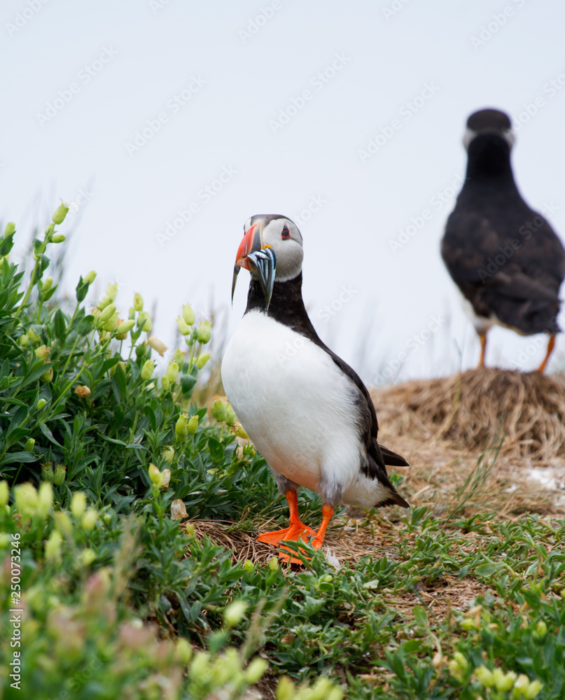 Single puffin with sand eels in its beak standing in the grass Single puffin with sand eels in its beak standing in the grass