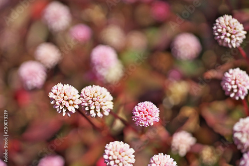 ピンクや赤のヒメツルソバの花 © いがぐり