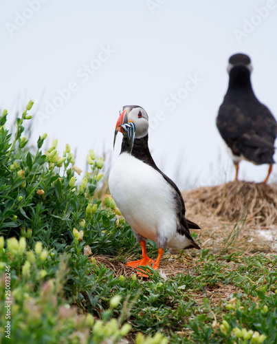 Single puffin with sand eels in its beak standing in  the grass © Gentoo Multimedia