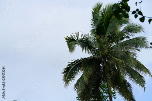 Exotic tropical foliage coconut tree in the jungle near Dumaguete  Philippines