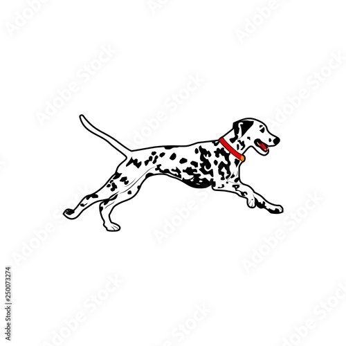 dalmatian dog run vector illustration