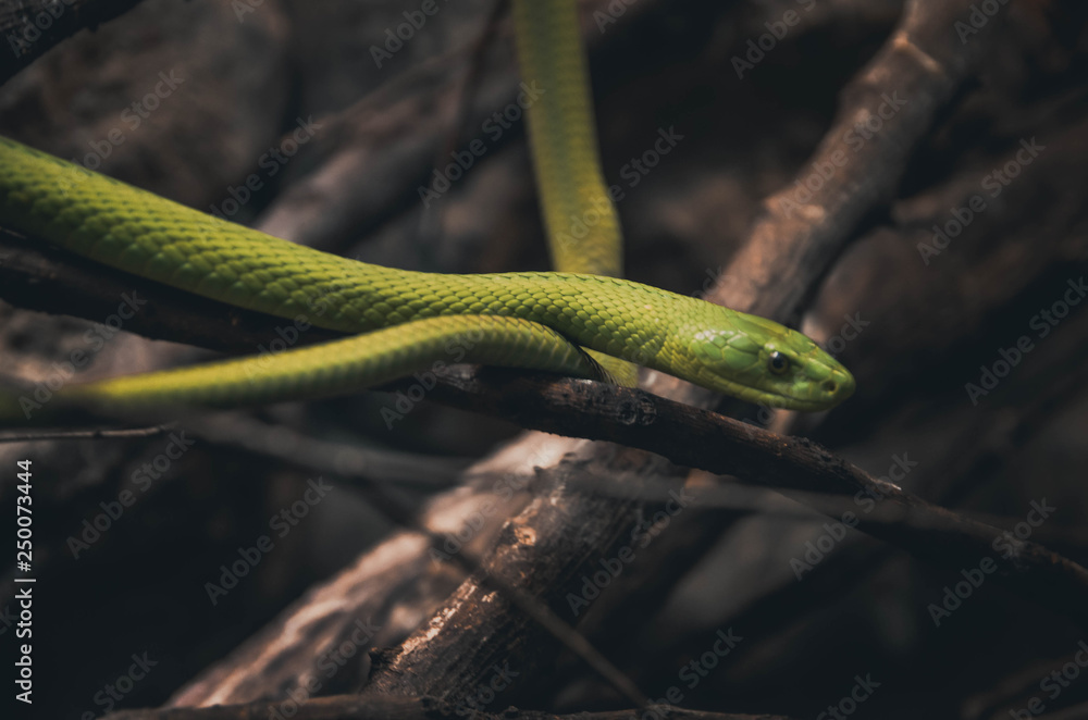 Fototapeta premium green mamba spectacular