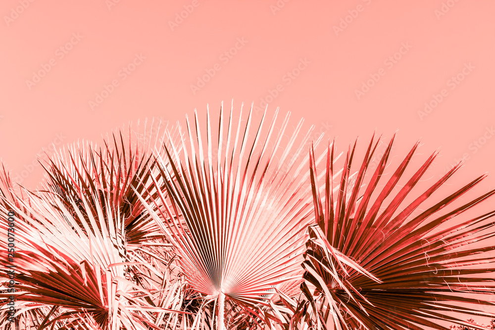 Branches of palm tree toned in living coral