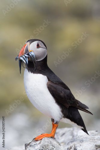 Single puffin with sand eels in its beak