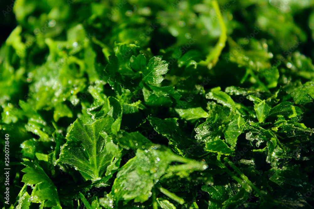 Fresh Green Background. Healthy Food Concept. Green Natural Background. Fresh Green Background. Healthy Food Concept. Green Natural Background.