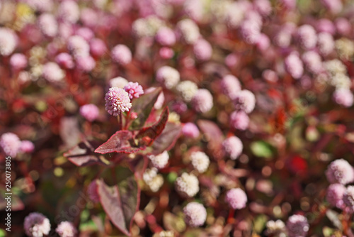 ピンクや赤のヒメツルソバの花