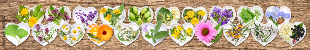 Obraz premium The most important medicinal plants