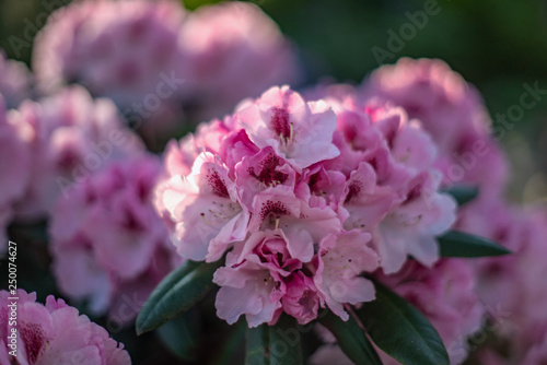 Bush of pink rhododendron flowers with soft background