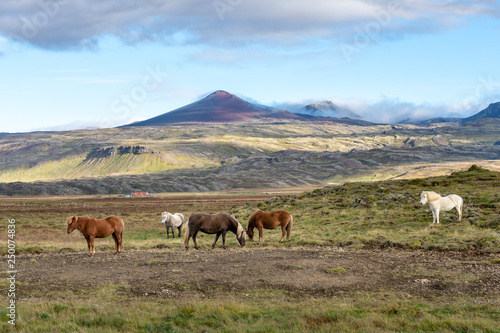 Icelandic horses grazing freely in the vast Icelandic environment