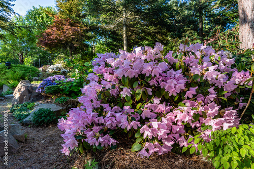Shrub of Rhododendron filled with fragile pink flowers in full bloom