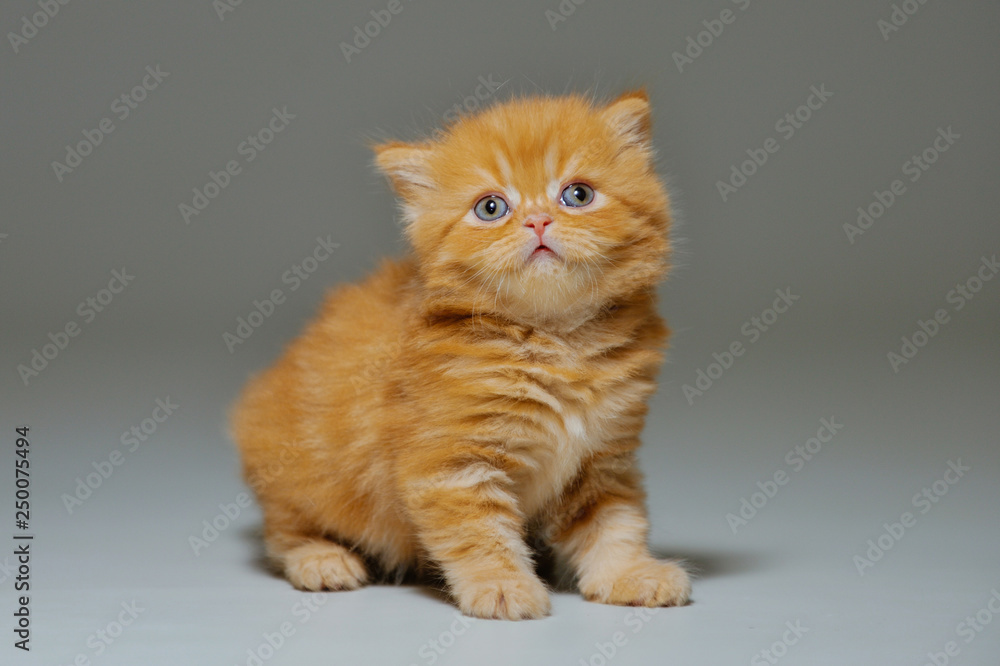 Obraz premium Little kitten on a black background