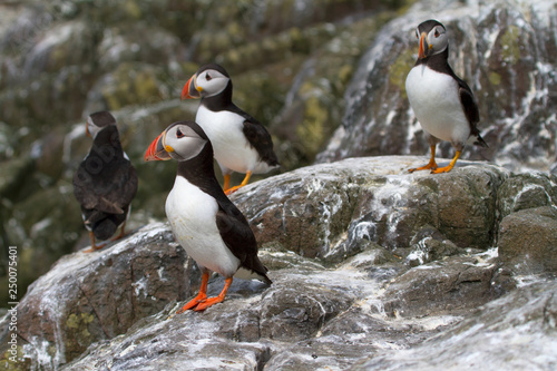 Small group of puffins on the rocks