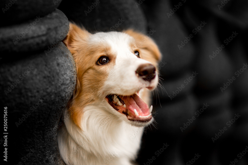 Emotion photo down red border collie with columns