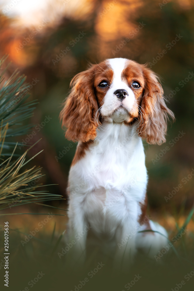 Cavalier King Charles Welpe Outdoor