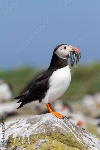 Single puffin with sand eels in its beak © Gentoo Multimedia