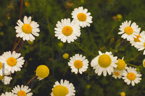 chamomile flowers growing wild