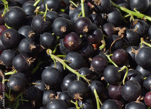 Black currant
