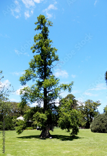 Trees in the garden
