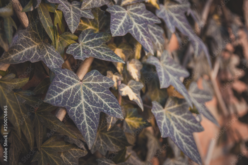 Ivy on a brick wall. Evergreen. The landscaping of the yard. Ecology. Ivy on a brick wall. Evergreen. The landscaping of the yard. Ecology.