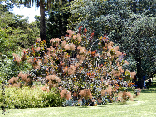 Beautiful garden with colorful flowers