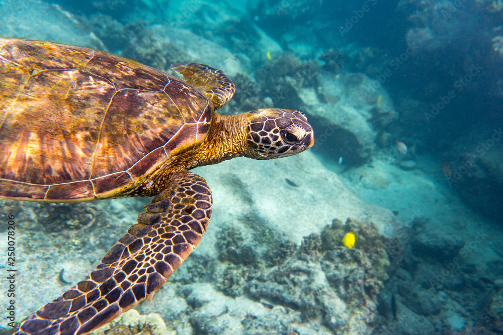 Fototapeta premium Grüne Meeresschildkröte schwimmt im Meer vor Hawaii