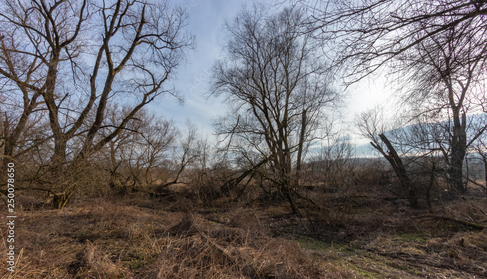 Winter forest on the Vistula river in Krakow, Poland Winter forest on the Vistula river in Krakow, Poland