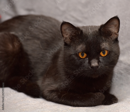 black british shorthair cat