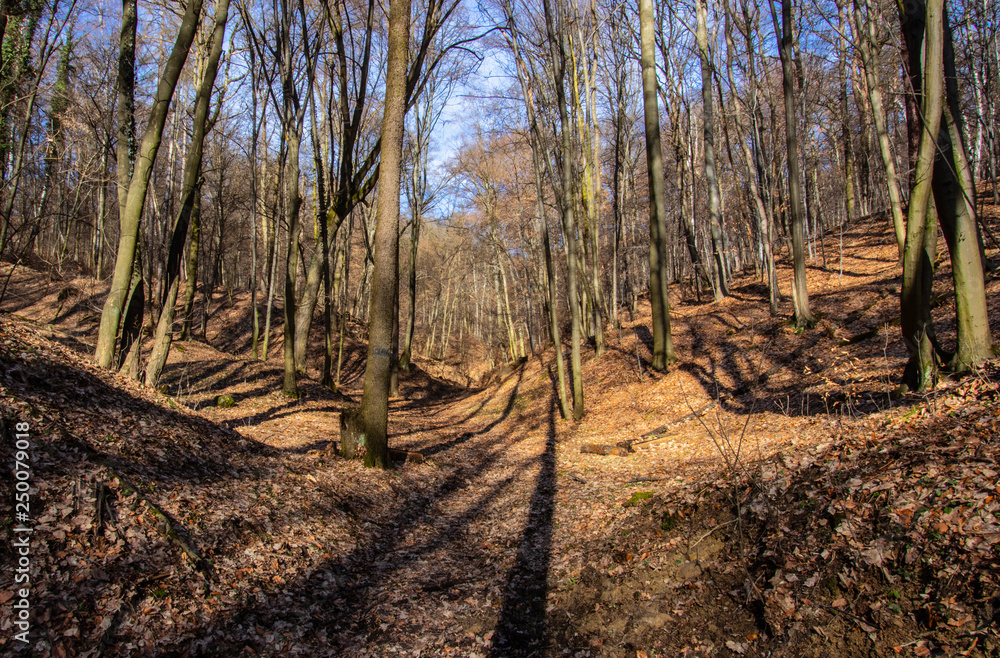 Wolski Forest, Cracow, Poland Wolski Forest, Cracow, Poland