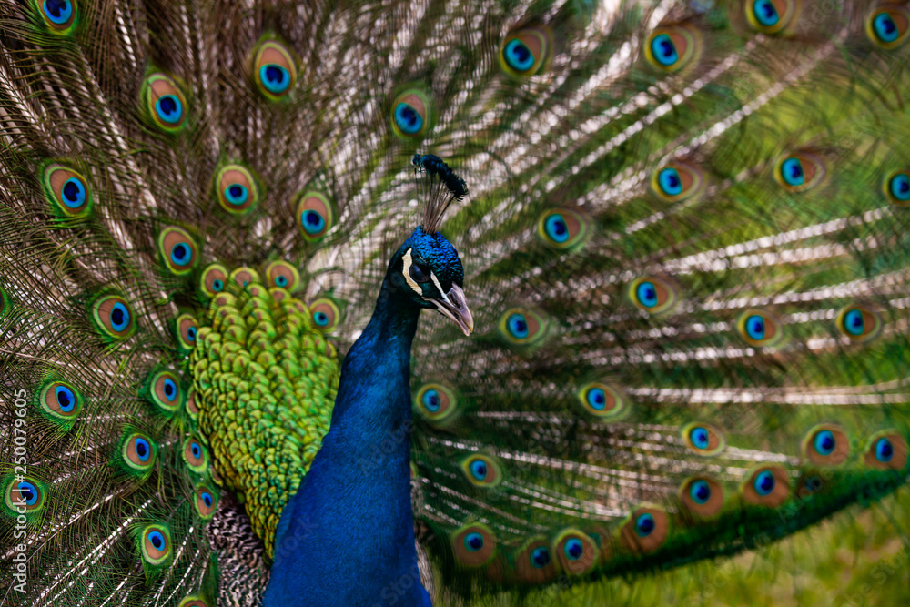 Fototapeta premium peacock