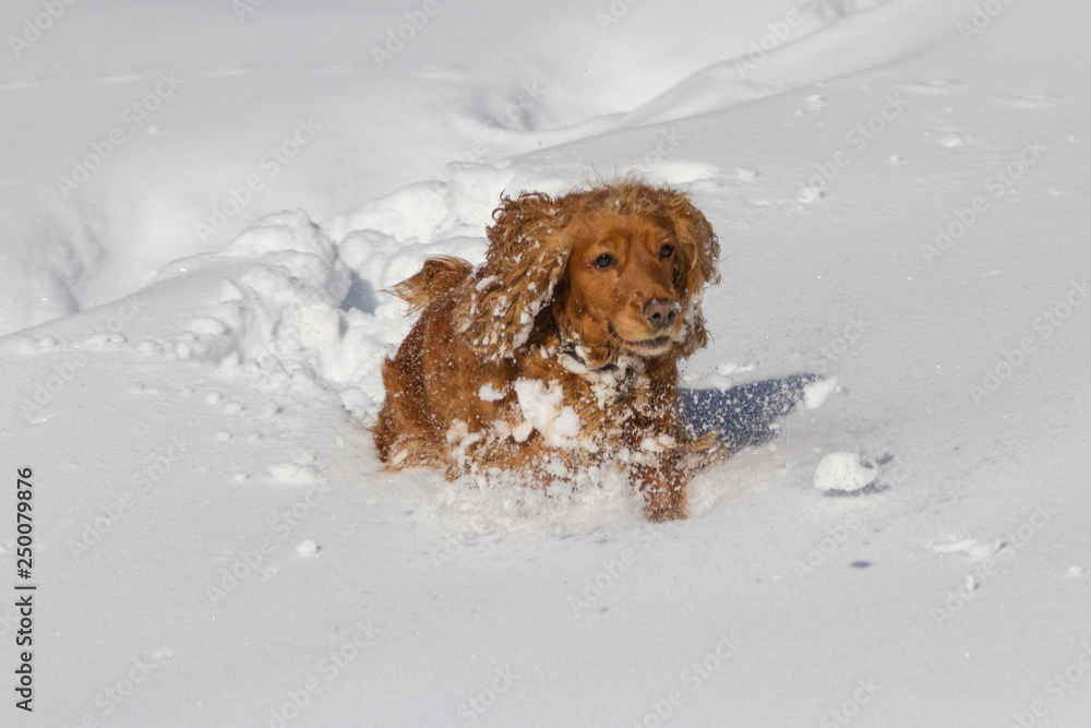 spaniel runs in deep snow