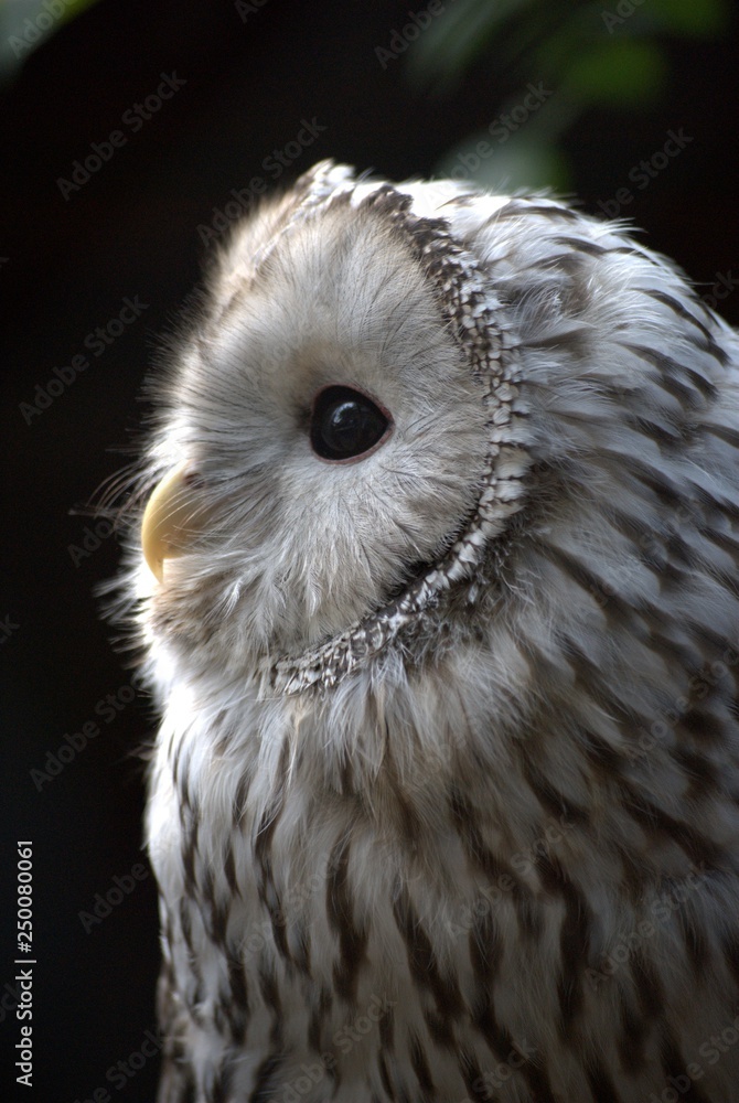 Fototapeta premium owl at the zoo